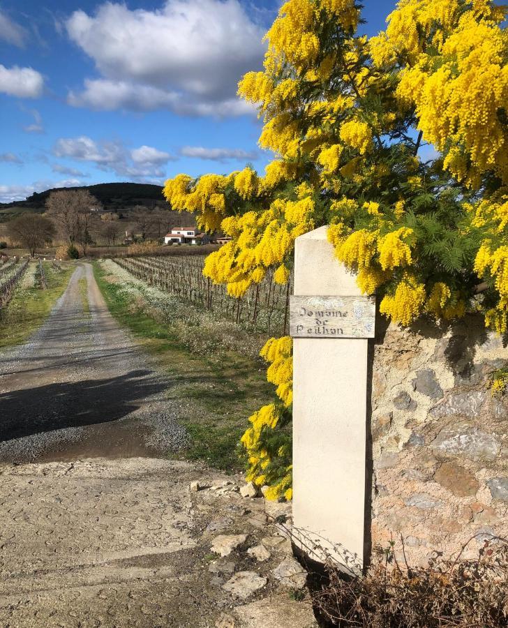 Domaine De Peilhan Roujan Kültér fotó