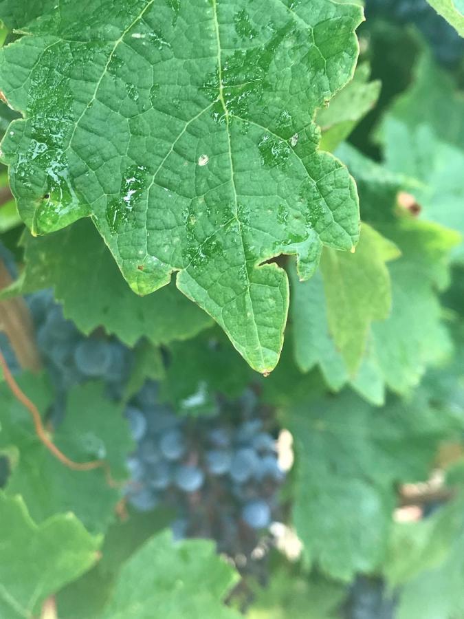 Domaine De Peilhan Roujan Kültér fotó
